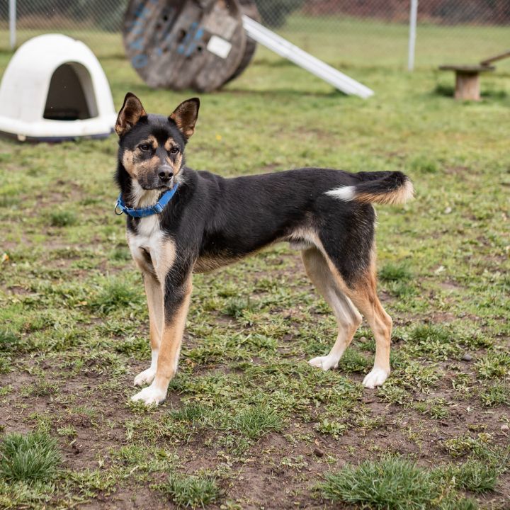 Mochi, an adoptable German Shepherd Dog & Husky Mix in Port Angeles, WA_image-3