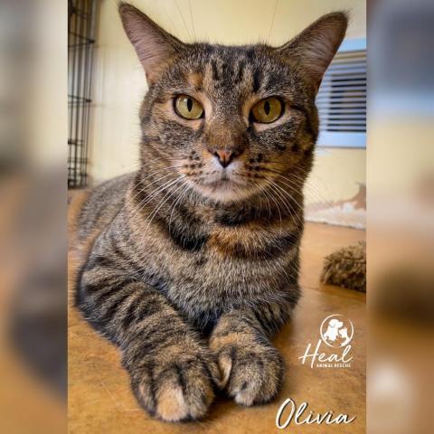 Olivia, an adoptable Domestic Short Hair in Youngwood, PA_image-5