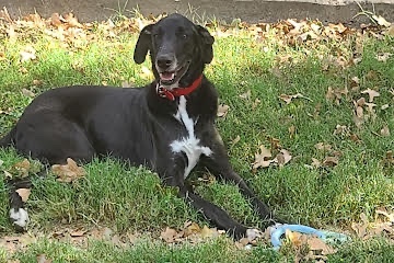 Great dane best sale whippet mix