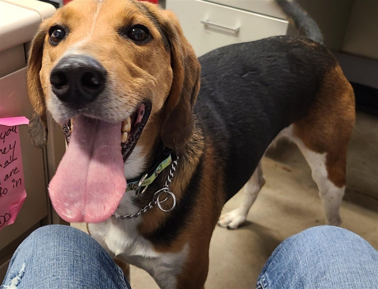 Roman, an adoptable Foxhound in Knoxville, IA, 50138 | Photo Image 1