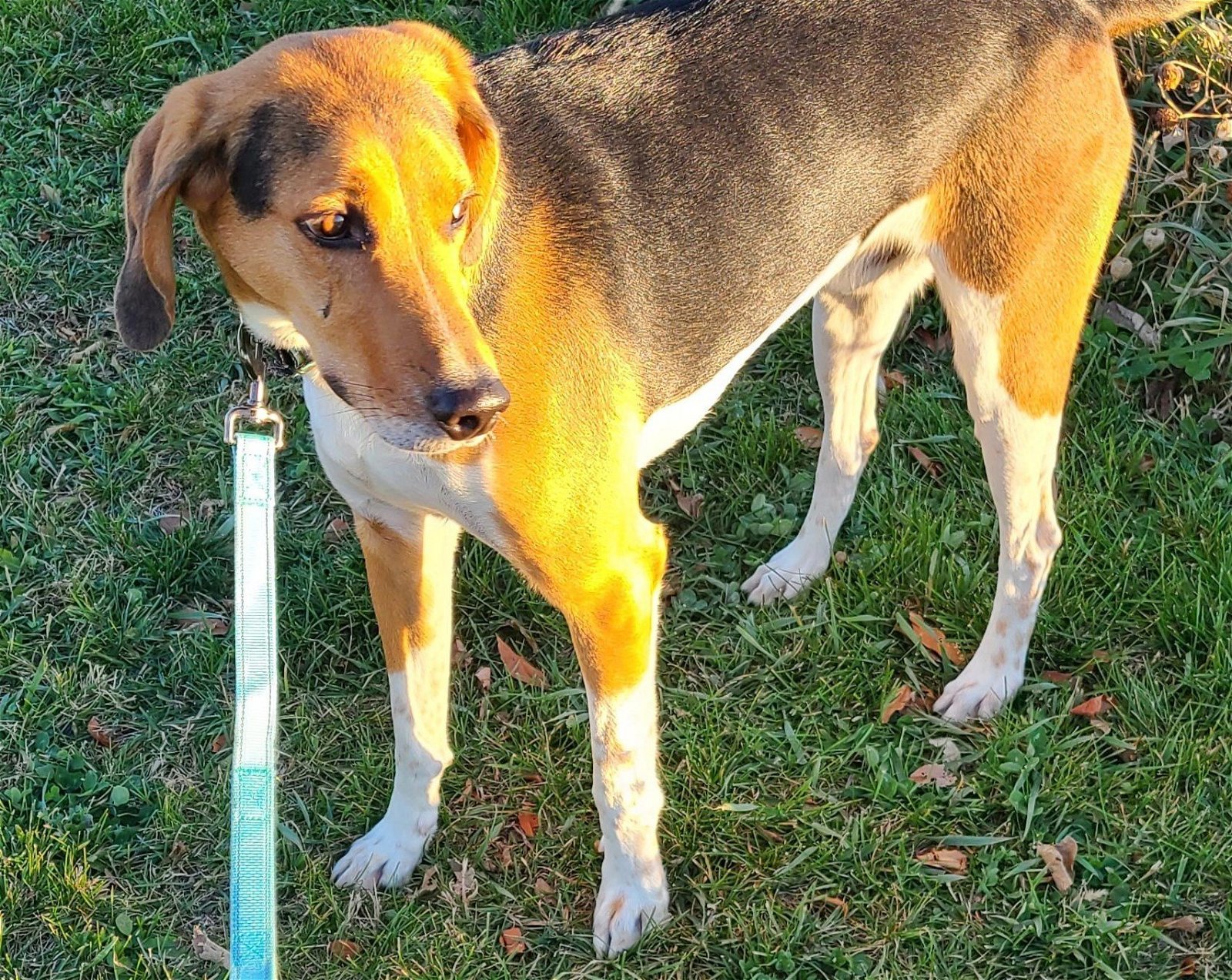 Roman, an adoptable Foxhound in Knoxville, IA, 50138 | Photo Image 2