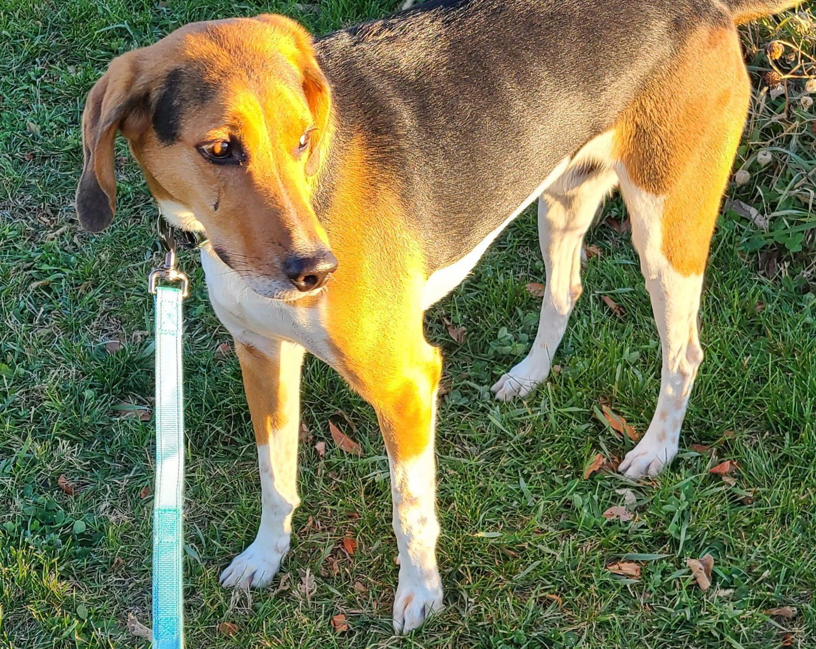 Roman, an adoptable Foxhound in Knoxville, IA, 50138 | Photo Image 2