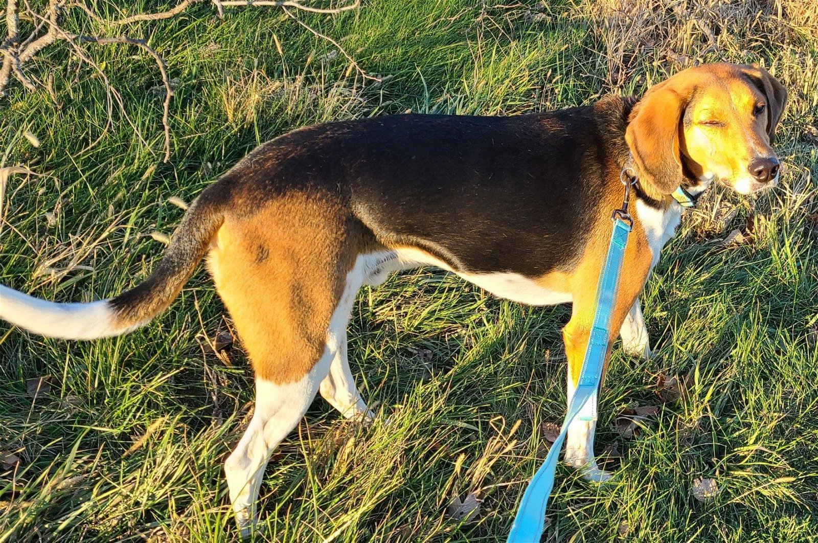 Roman, an adoptable Foxhound in Knoxville, IA, 50138 | Photo Image 3