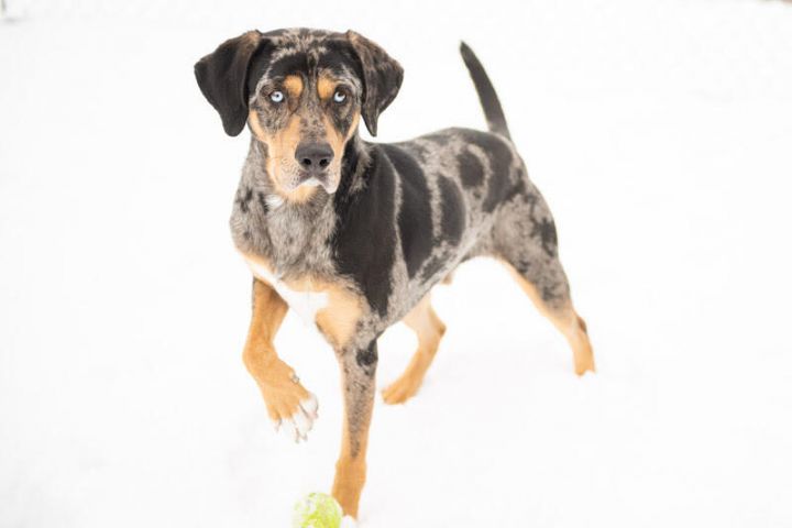 Willy, an adoptable Catahoula Leopard Dog Mix in Hamilton, MT_image-4