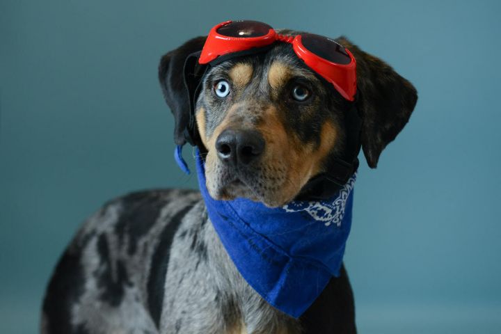 Willy, an adoptable Catahoula Leopard Dog Mix in Hamilton, MT_image-5