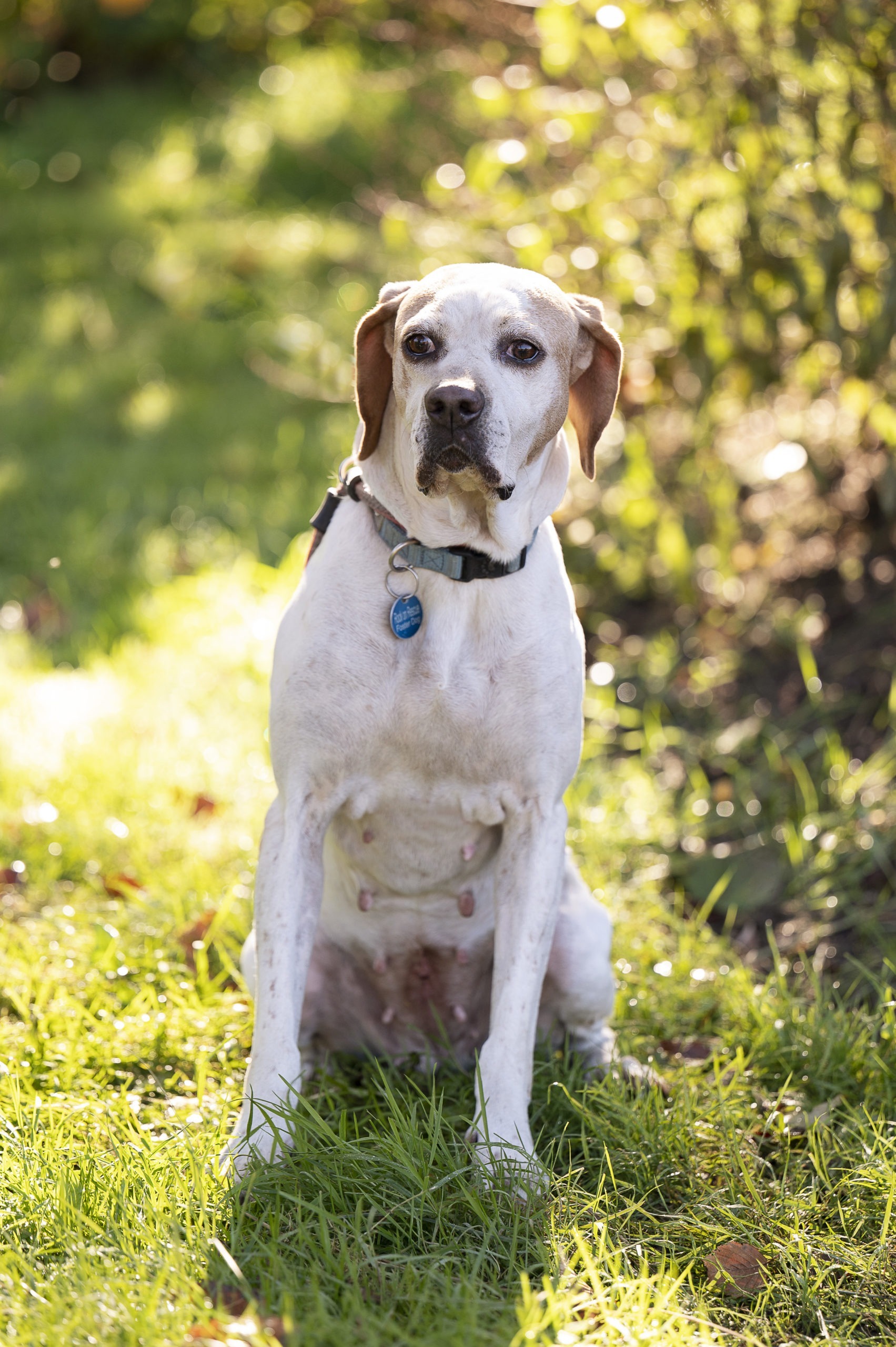 Amelia, an adoptable Pointer in Duart, ON, N0L 1H0 | Photo Image 1