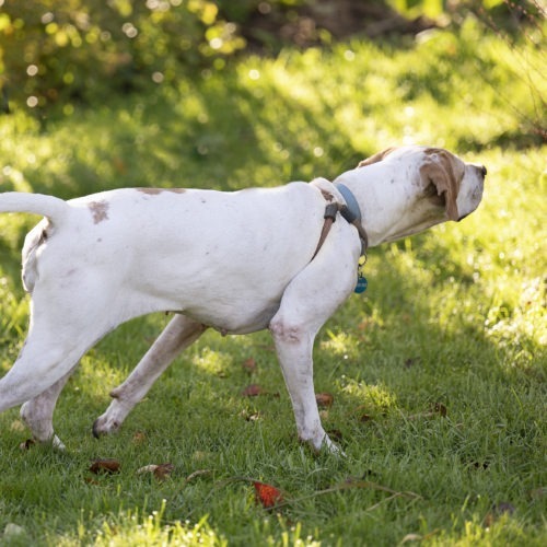Amelia, an adoptable Pointer in Duart, ON, N0L 1H0 | Photo Image 2