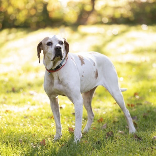 Amelia, an adoptable Pointer in Duart, ON, N0L 1H0 | Photo Image 3