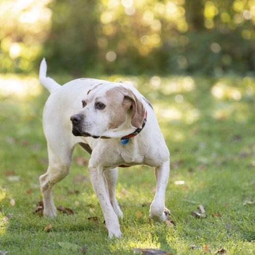 Amelia, an adoptable Pointer in Duart, ON, N0L 1H0 | Photo Image 4