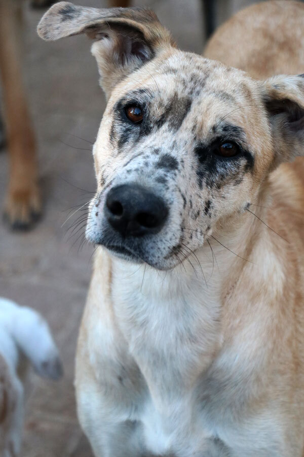 Priscilla, an adoptable Catahoula Leopard Dog, Greyhound in Nokomis, FL, 34275 | Photo Image 1