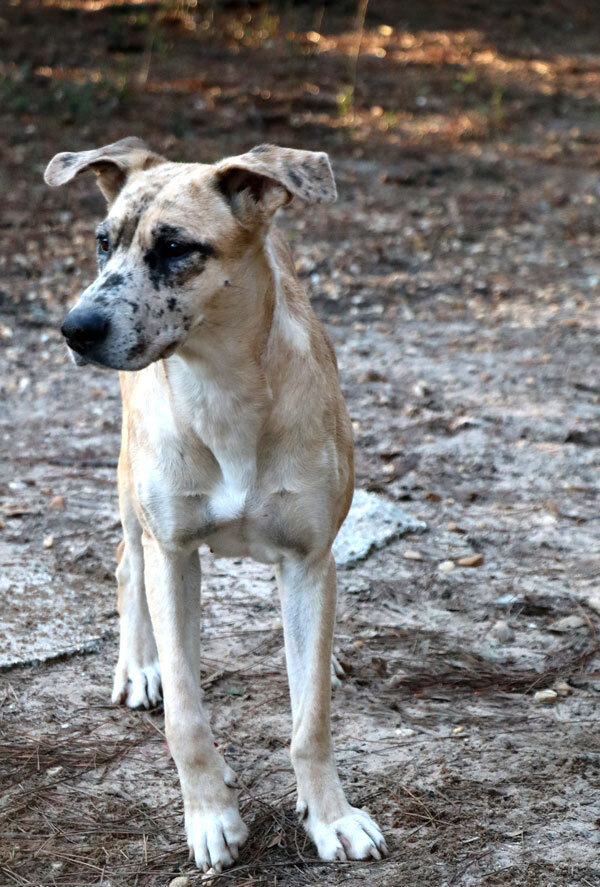 Priscilla, an adoptable Catahoula Leopard Dog, Greyhound in Nokomis, FL, 34275 | Photo Image 2