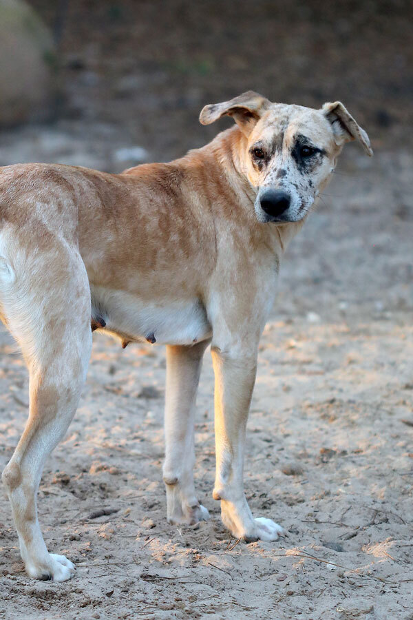 Priscilla, an adoptable Catahoula Leopard Dog, Greyhound in Nokomis, FL, 34275 | Photo Image 3