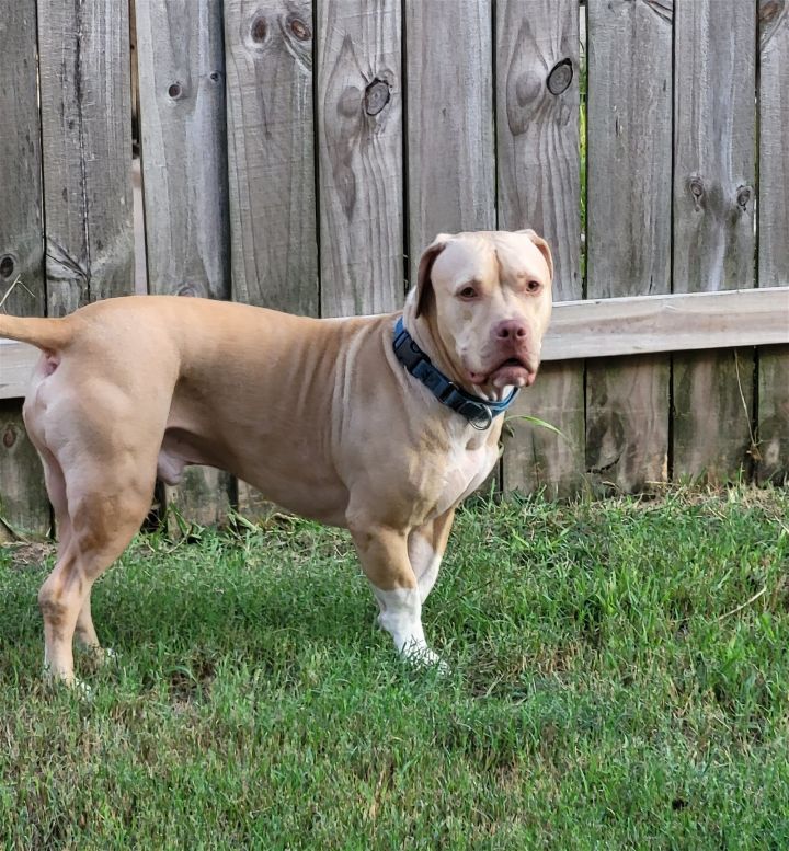 Gunnar 2, an adoptable American Staffordshire Terrier & Pit Bull Terrier Mix in Houston, TX_image-1