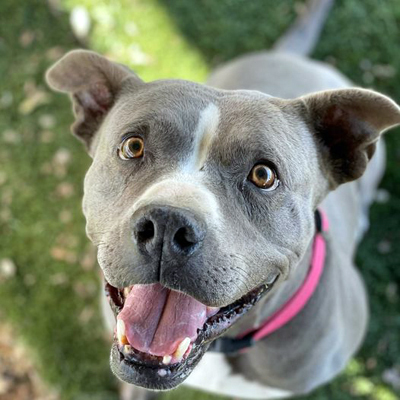 Athena, an adoptable Pit Bull Terrier Mix in Santa Paula, CA_image-1