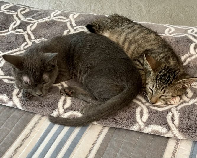 Wawa and Almond (bonded pair)