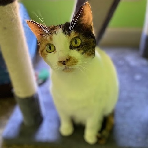 Callie, an adoptable Calico, American Shorthair in Memphis, TN, 38119 | Photo Image 3