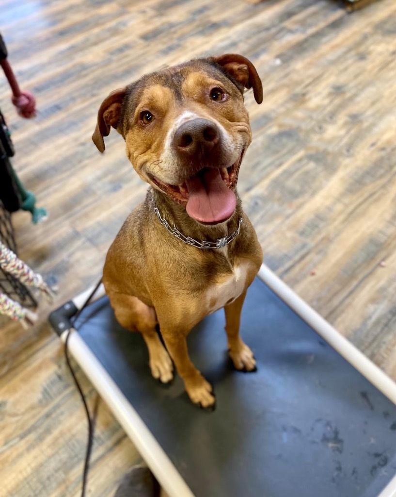 Dasher, an adoptable German Shepherd Dog, Pit Bull Terrier in Decatur, IN, 46733 | Photo Image 1