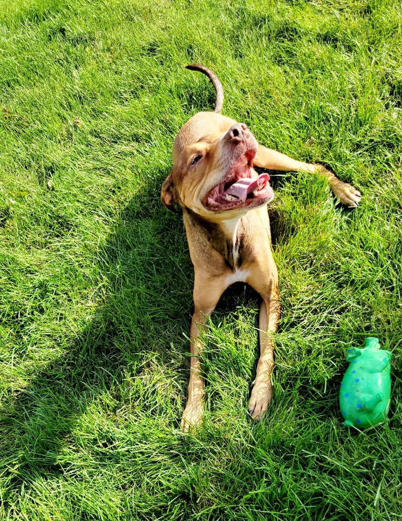 Dasher, an adoptable German Shepherd Dog, Pit Bull Terrier in Decatur, IN, 46733 | Photo Image 2