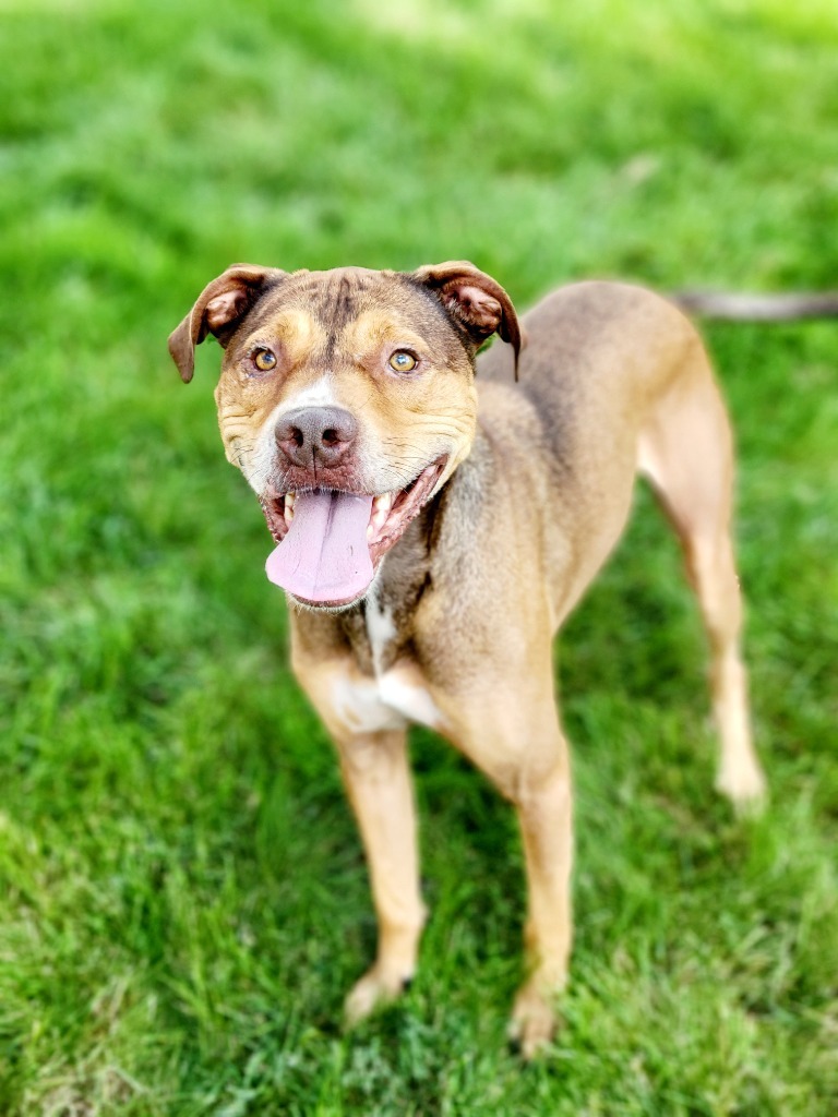 Dasher, an adoptable German Shepherd Dog, Pit Bull Terrier in Decatur, IN, 46733 | Photo Image 3