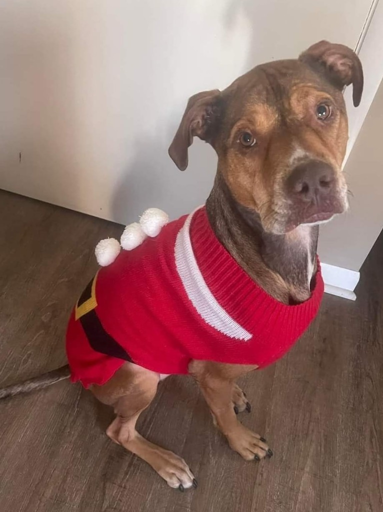 Dasher, an adoptable German Shepherd Dog, Pit Bull Terrier in Decatur, IN, 46733 | Photo Image 4