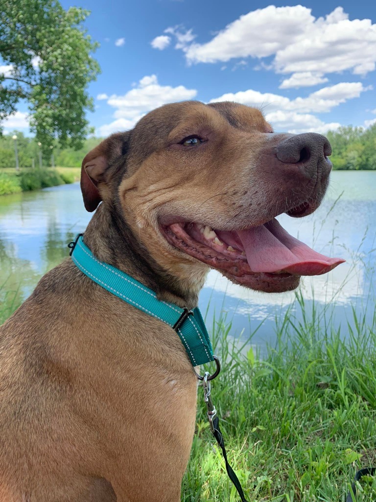 Dasher, an adoptable German Shepherd Dog, Pit Bull Terrier in Decatur, IN, 46733 | Photo Image 5