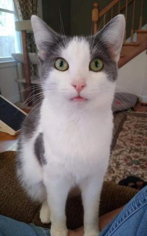 Leni