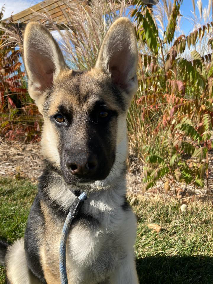 Koda, an adopted German Shepherd Dog & Husky Mix in Denver, CO_image-1