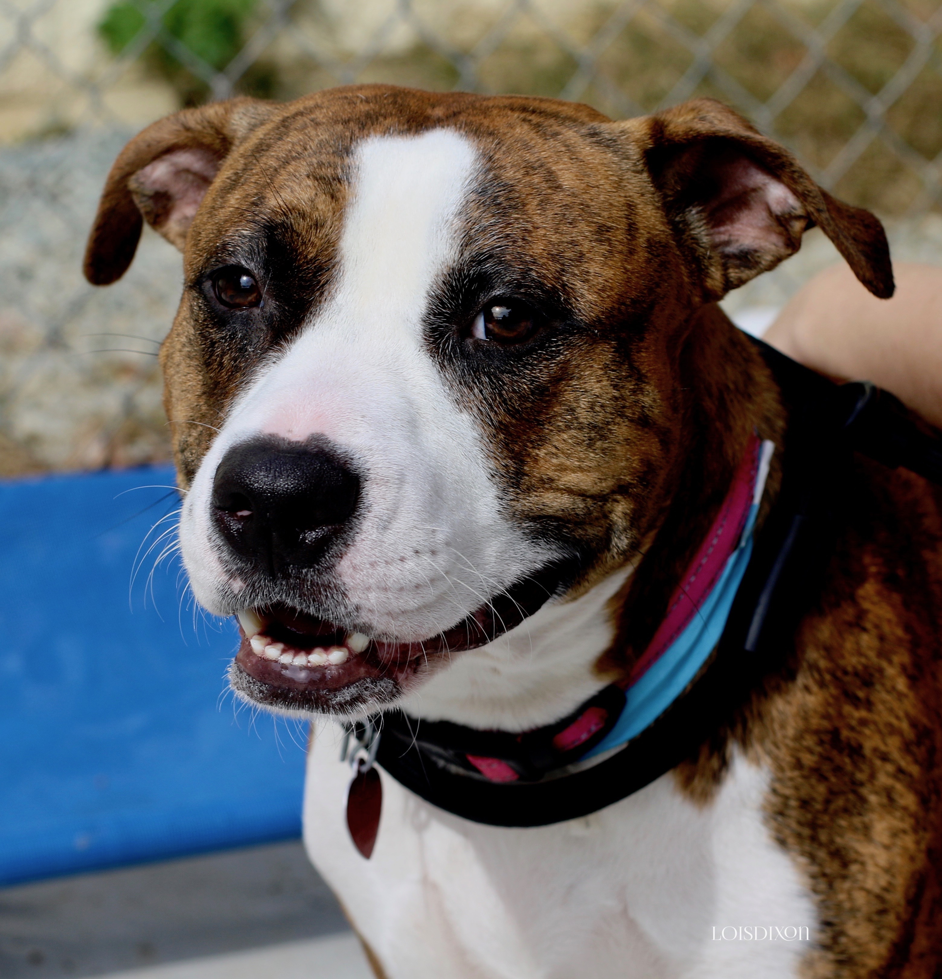 Dog For Adoption Ruby A Mixed Breed In Yanceyville Nc Petfinder