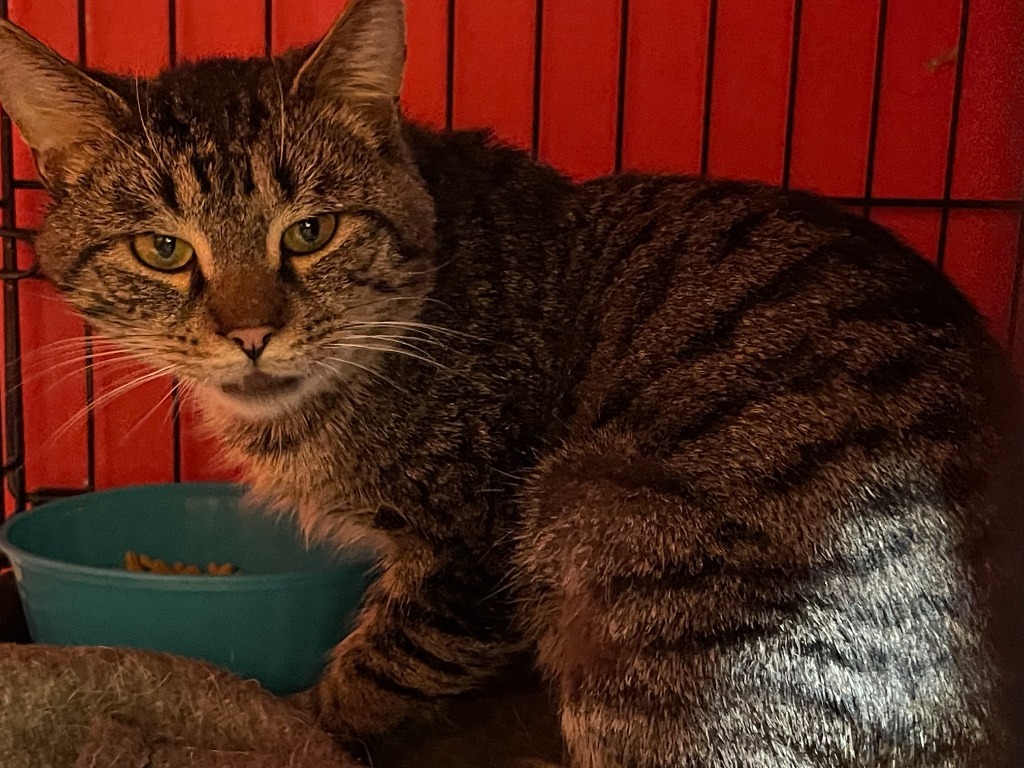 Henry, an adoptable Domestic Short Hair in Brainardsville, NY, 12915 | Photo Image 1