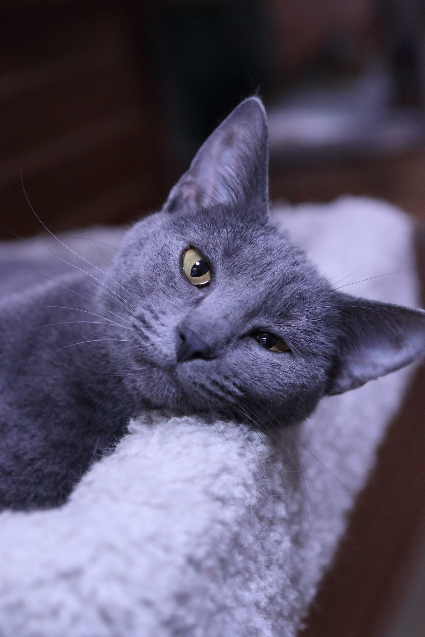 Quill, an adoptable Domestic Short Hair in Austin, MN, 55912 | Photo Image 1