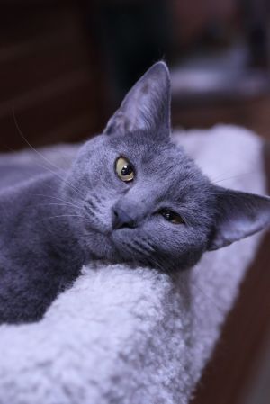 Quill, Adult Female unknown