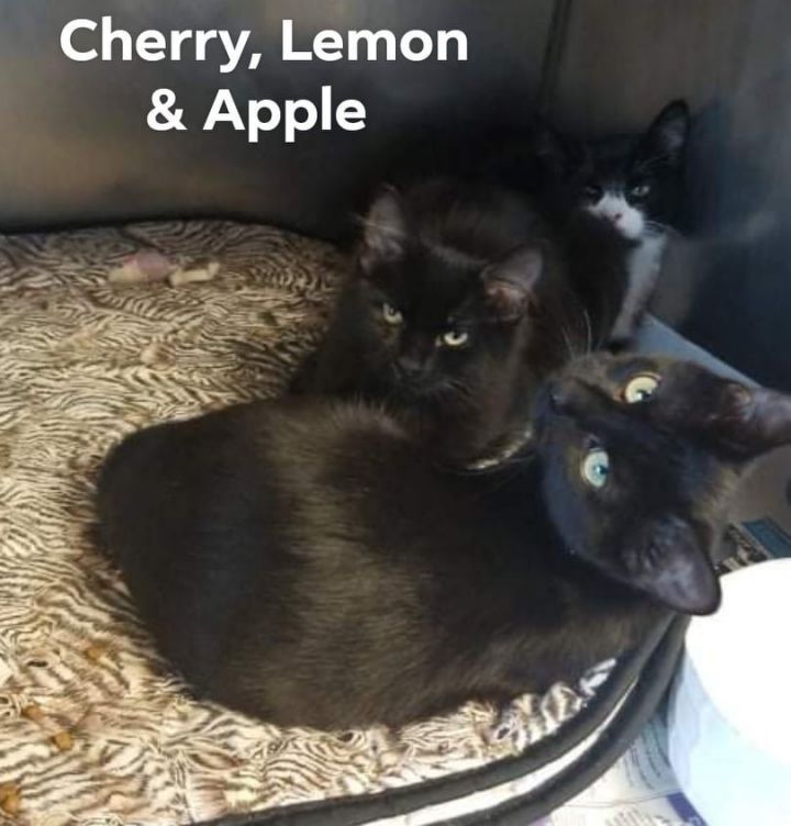 Cherry & Lemon 1