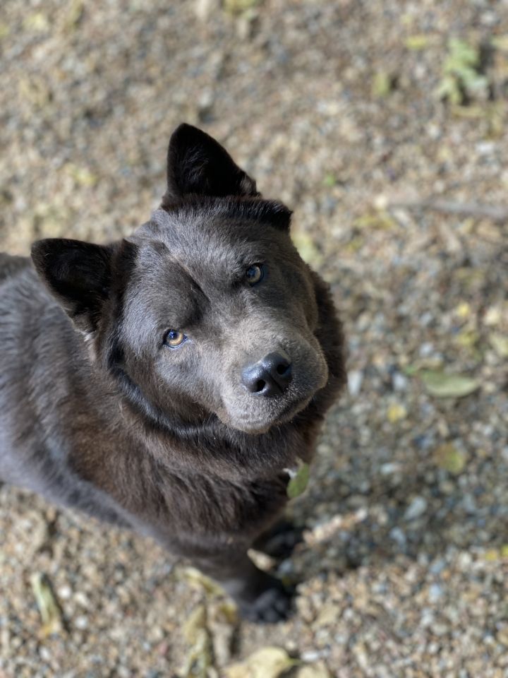 Cinder, an adopted Chow Chow in Kansas City, MO_image-1