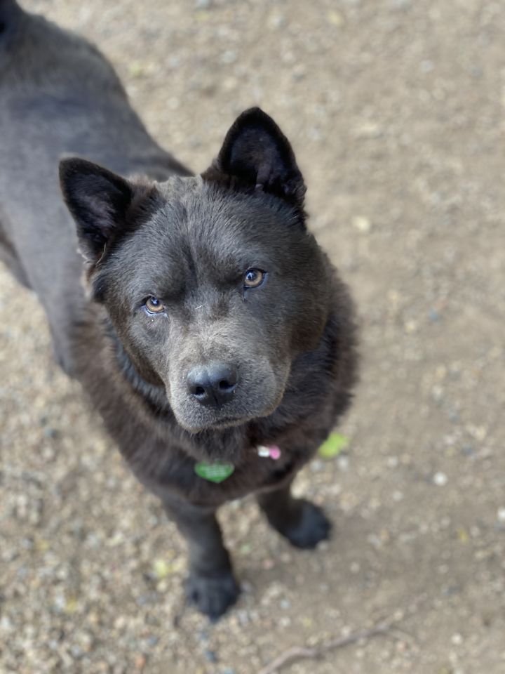 Cinder, an adopted Chow Chow in Kansas City, MO_image-2