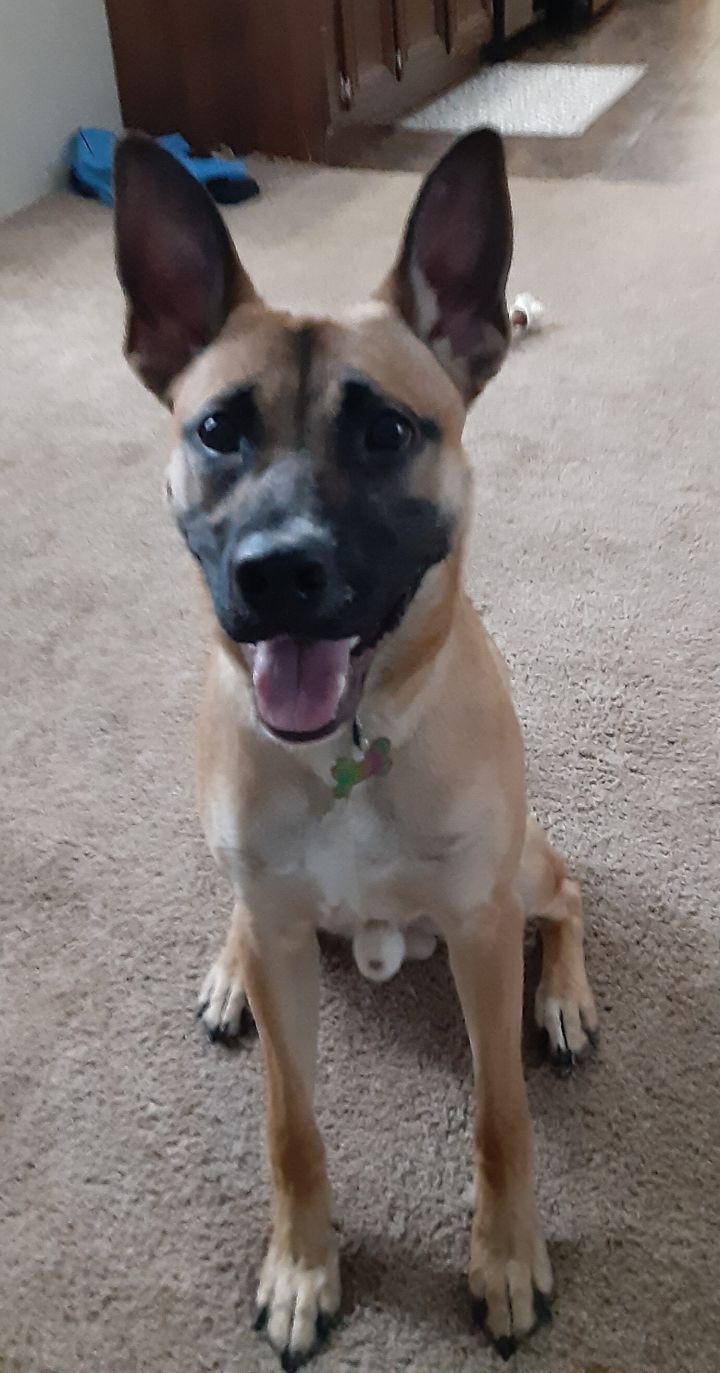 Dog For Adoption Roscoe A Shepherd Mix In Gillette Wy Petfinder