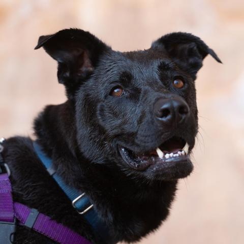 Cedar, an adoptable Labrador Retriever Mix in Kanab, UT_image-1