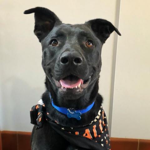 Cedar, an adoptable Labrador Retriever in Kanab, UT, 84741 | Photo Image 2