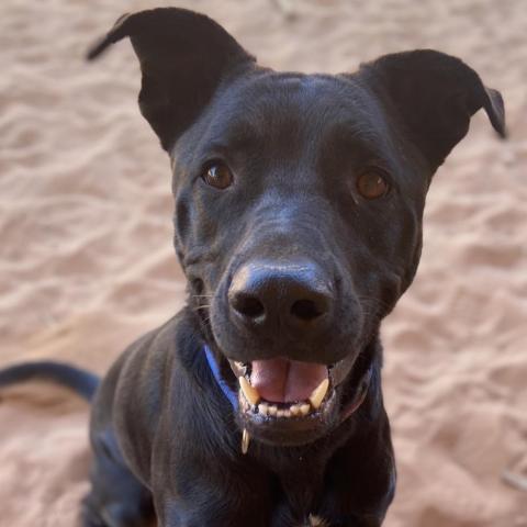 Cedar, an adoptable Labrador Retriever in Kanab, UT, 84741 | Photo Image 3