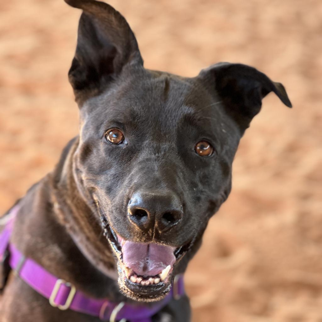 Cedar, an adoptable Labrador Retriever in Kanab, UT, 84741 | Photo Image 3