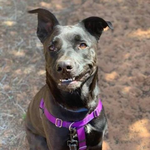 Cedar, an adoptable Labrador Retriever in Kanab, UT, 84741 | Photo Image 4