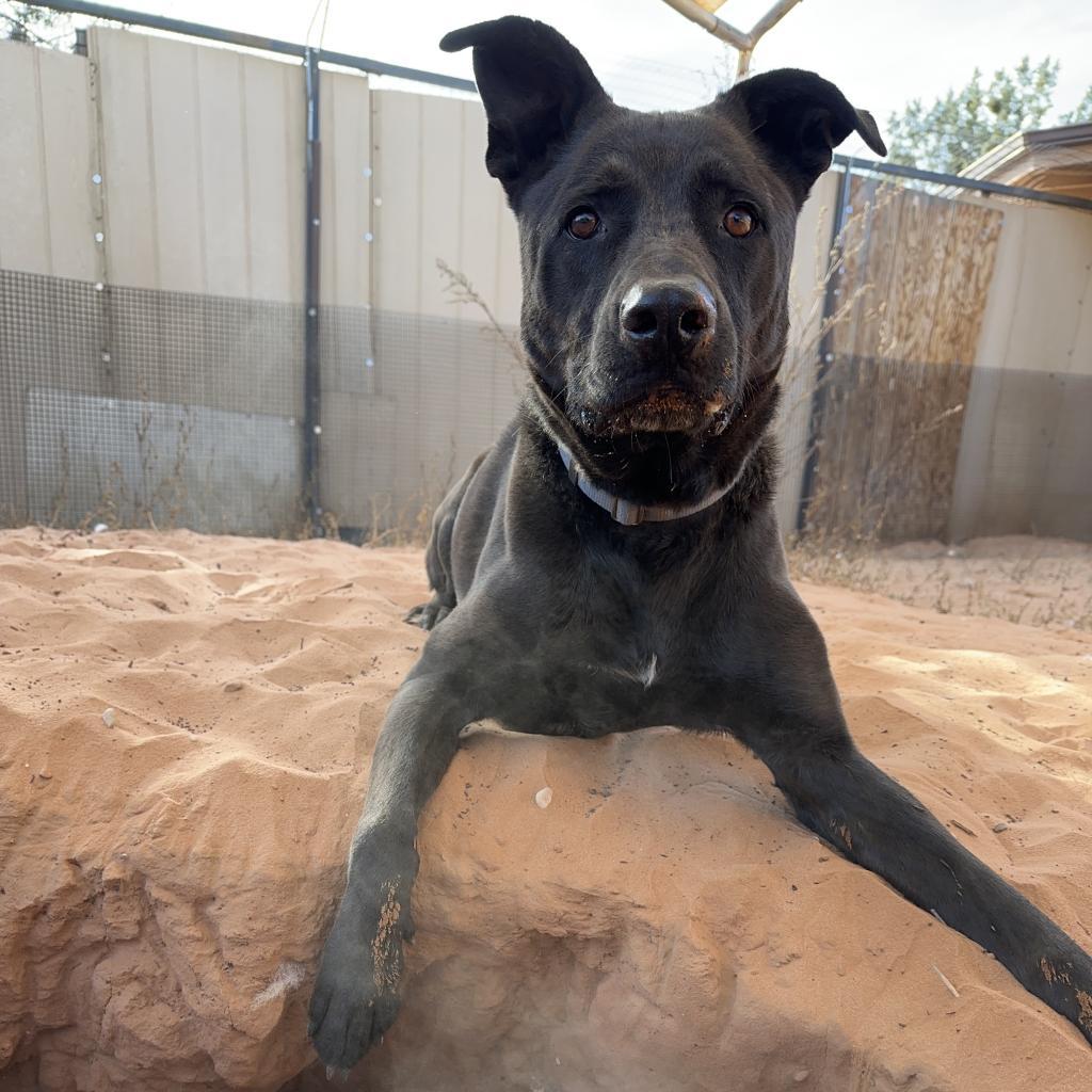 Cedar, an adoptable Labrador Retriever in Kanab, UT, 84741 | Photo Image 4