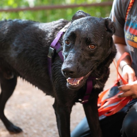 Cedar, an adoptable Labrador Retriever in Kanab, UT, 84741 | Photo Image 5