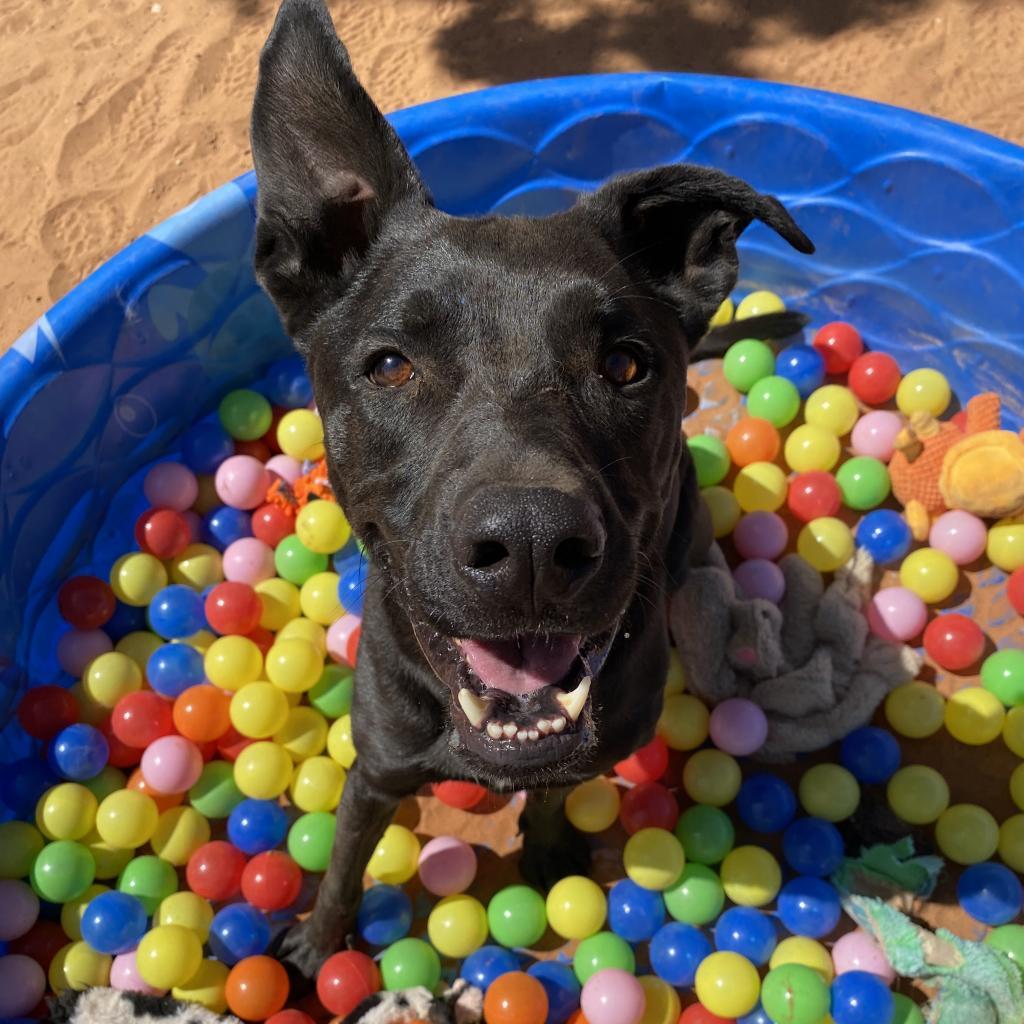 Cedar, an adoptable Labrador Retriever in Kanab, UT, 84741 | Photo Image 5