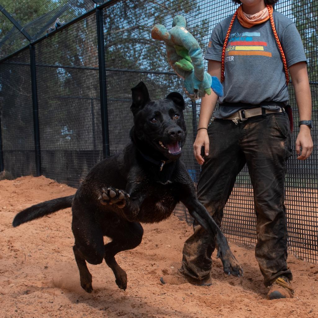 Cedar, an adoptable Labrador Retriever in Kanab, UT, 84741 | Photo Image 6