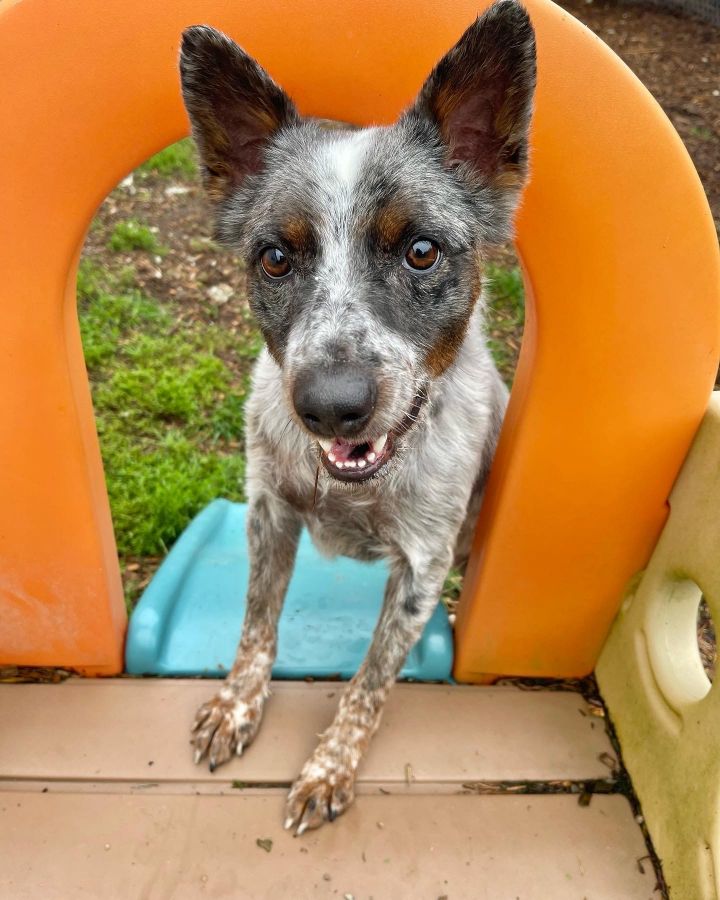 how long is a blue heeler pregnant