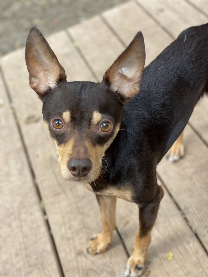 Cosmo, an adopted Miniature Pinscher in Kansas City, MO_image-1