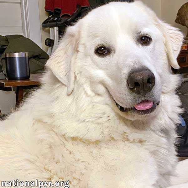 Yogi in TN - Loving and Attentive Boy, an adoptable Great Pyrenees in Mosheim, TN, 37818 | Photo Image 1