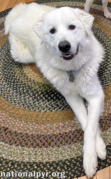 Yogi in TN - Loving and Attentive Boy, an adoptable Great Pyrenees in Mosheim, TN, 37818 | Photo Image 2