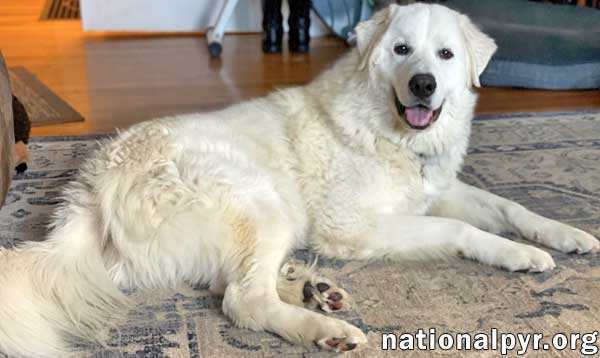 Yogi in TN - Loving and Attentive Boy, an adoptable Great Pyrenees in Mosheim, TN, 37818 | Photo Image 3