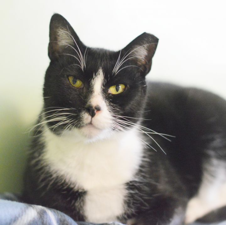 Pepper, an adoptable Domestic Short Hair in Medford, NY_image-3
